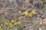 Coastal plain honeycombhead